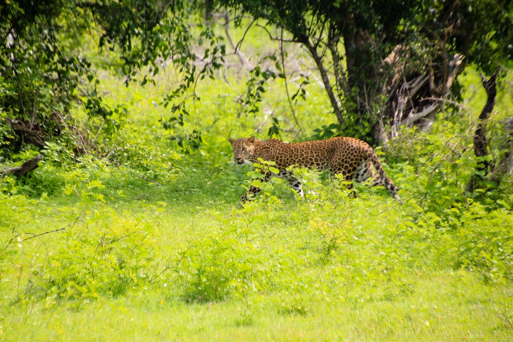 A leopard captured in the Yala National Park in Sri Lanka