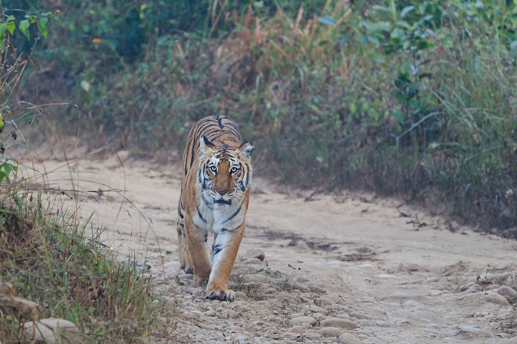 Bengal tiger spotting in Jim Corbett