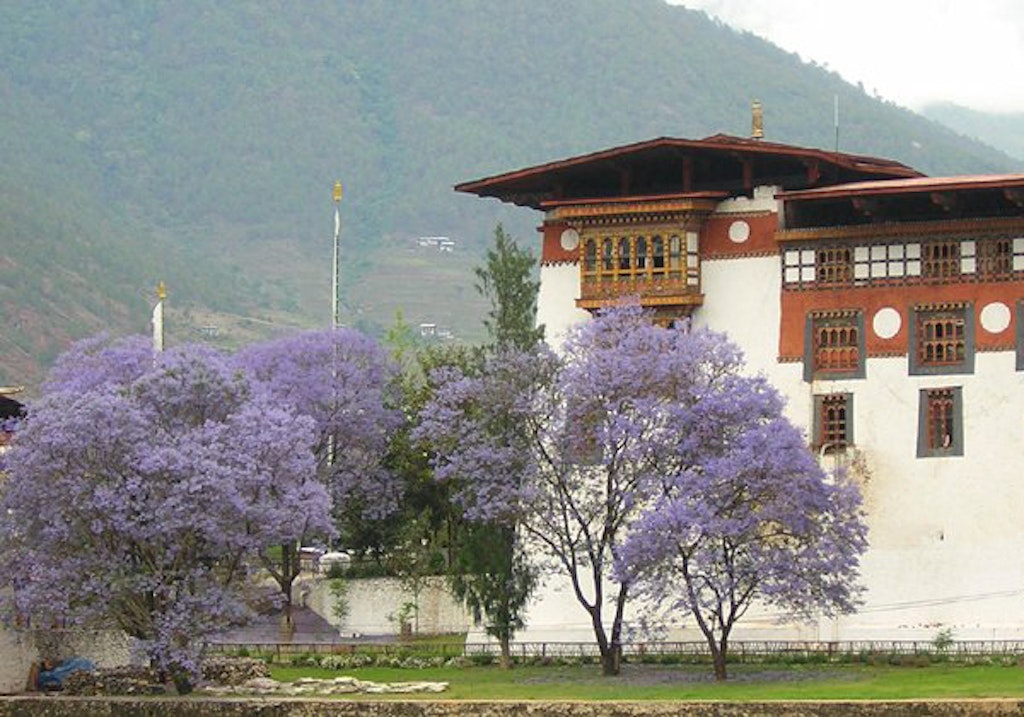 Jacaranda Flower Bhutan