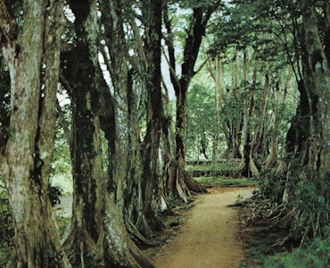 A picture of trees in Morne Seychellois Park