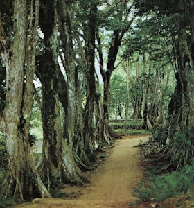A picture of trees in Morne Seychellois Park