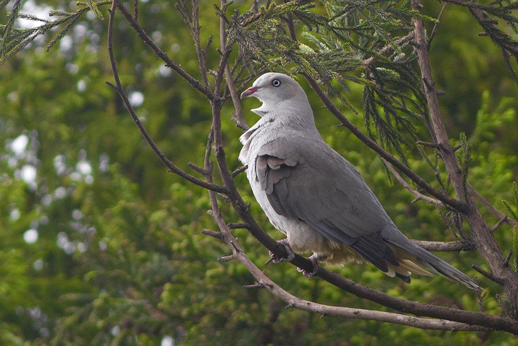 pigeon at Kitam (Bird) Wildlife Sanctuary