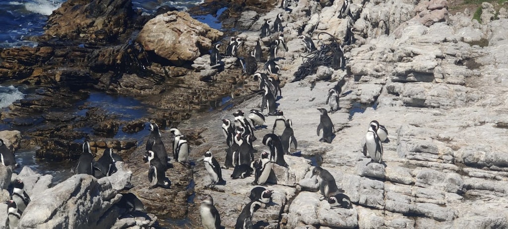A group of penguins at the Betty's Bay 