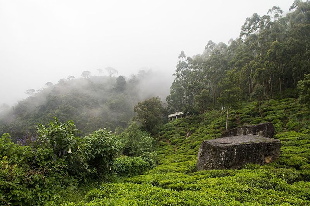 Plantations near Nuwara Eliya (Tea Estates in Nuwara Eliya)