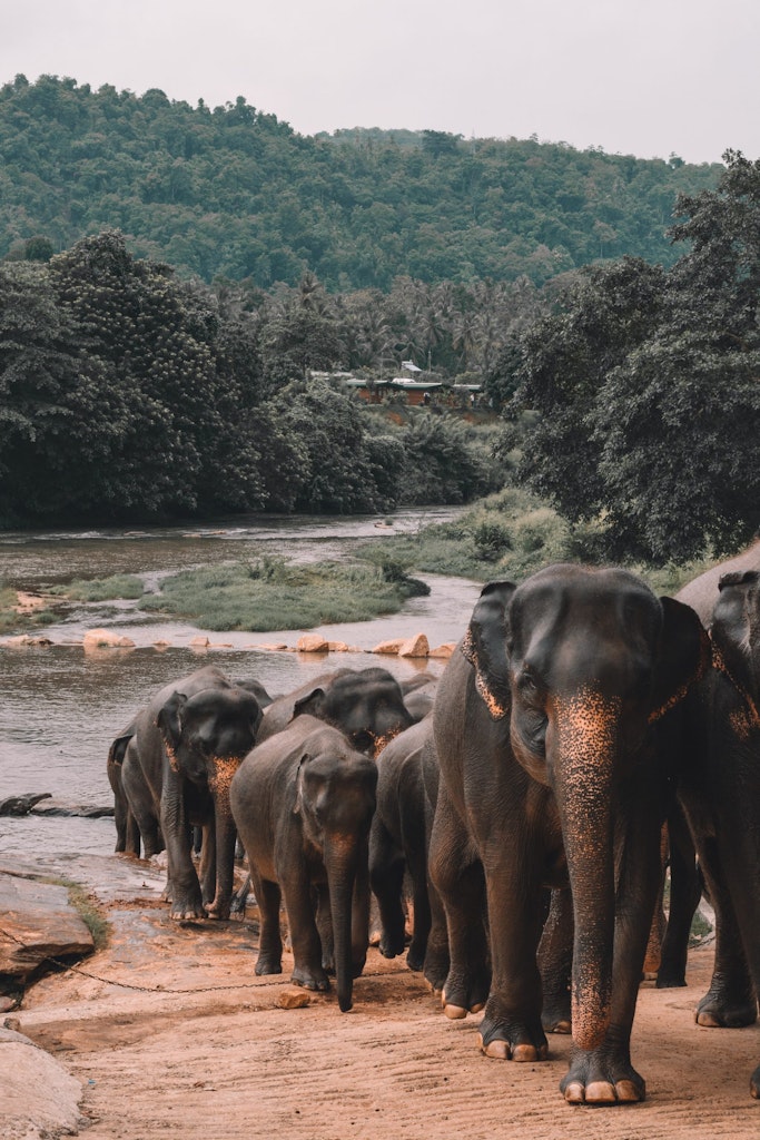 A group of elephants in Sri Lanka