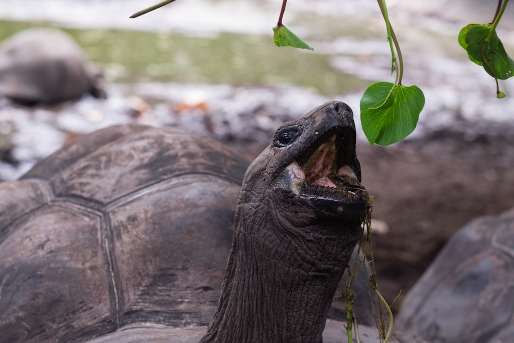 Tortoise in Aldabra