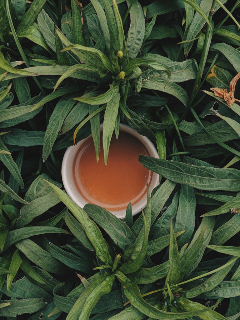 Tea Plantation in Mauritius