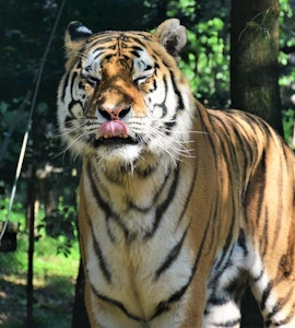 Tiger image at the zoo
