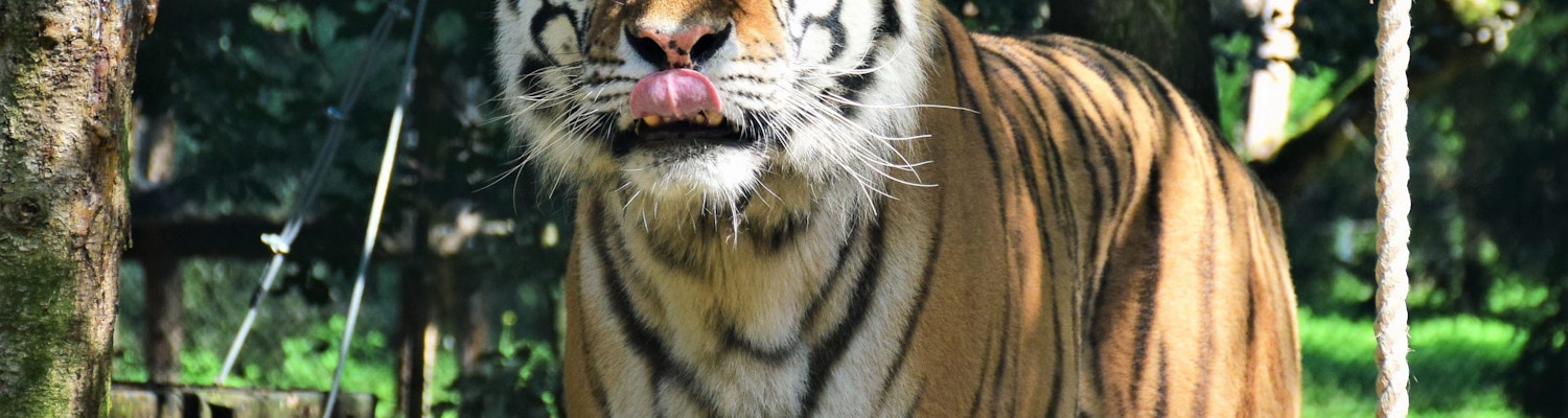 Tiger image at the zoo