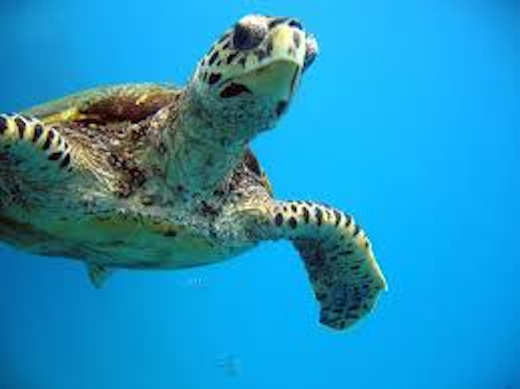 seychelles turtle