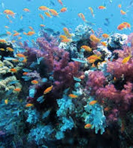 Coral reefs of Layang layang island