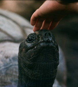 A picture of a hand touching a tortoise's head