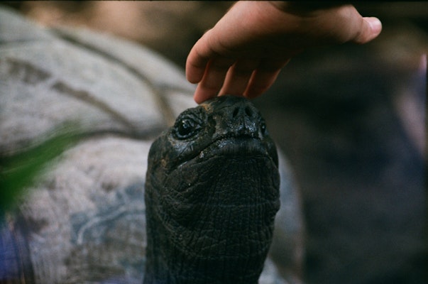 A picture of a hand touching a tortoise's head