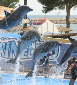 Dolphin show at dolphin island