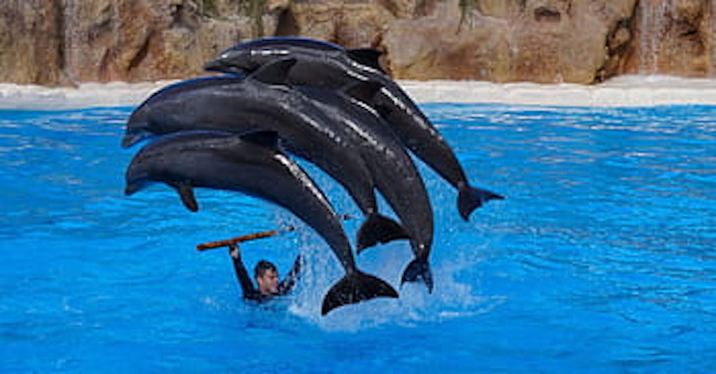 Dolphin shows at Dolphin Island