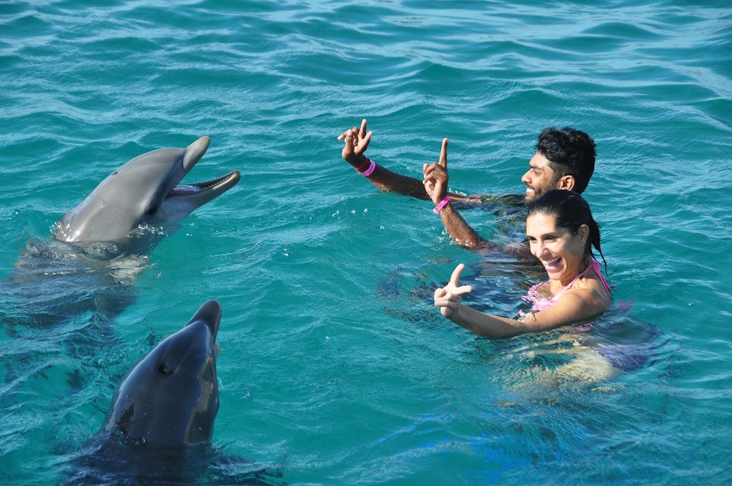 swim with dolphins in Mauritius