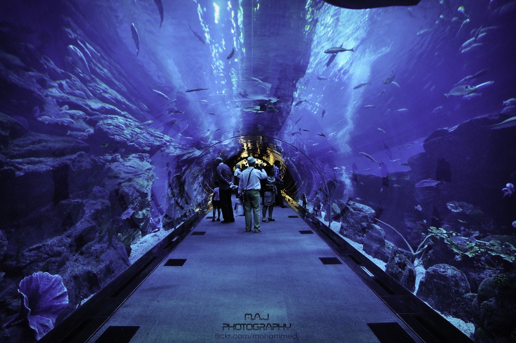 Dubai aquarium tunnel
