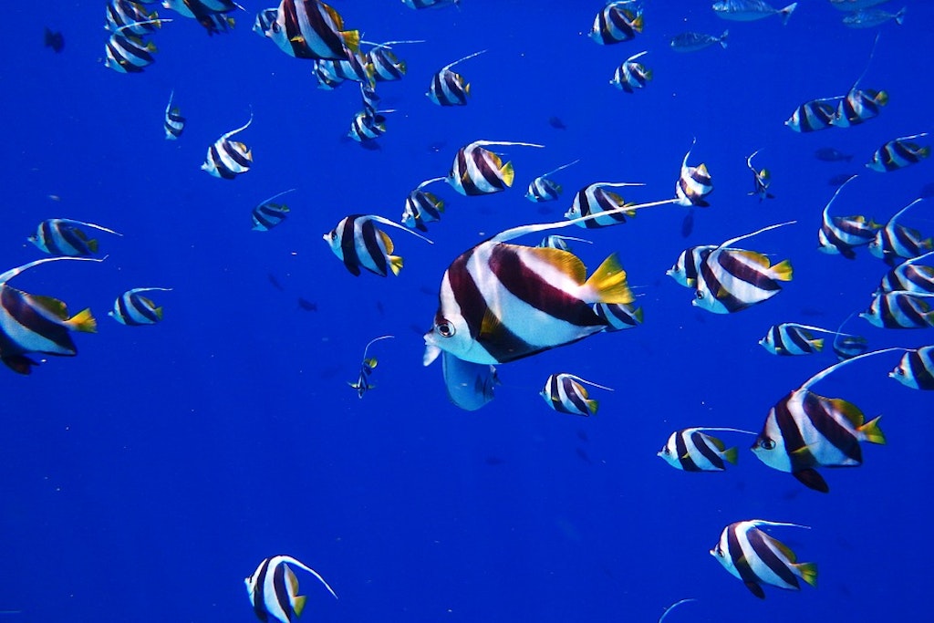 Deep blue seas of Maldives 