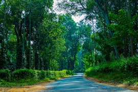 Road to coorg