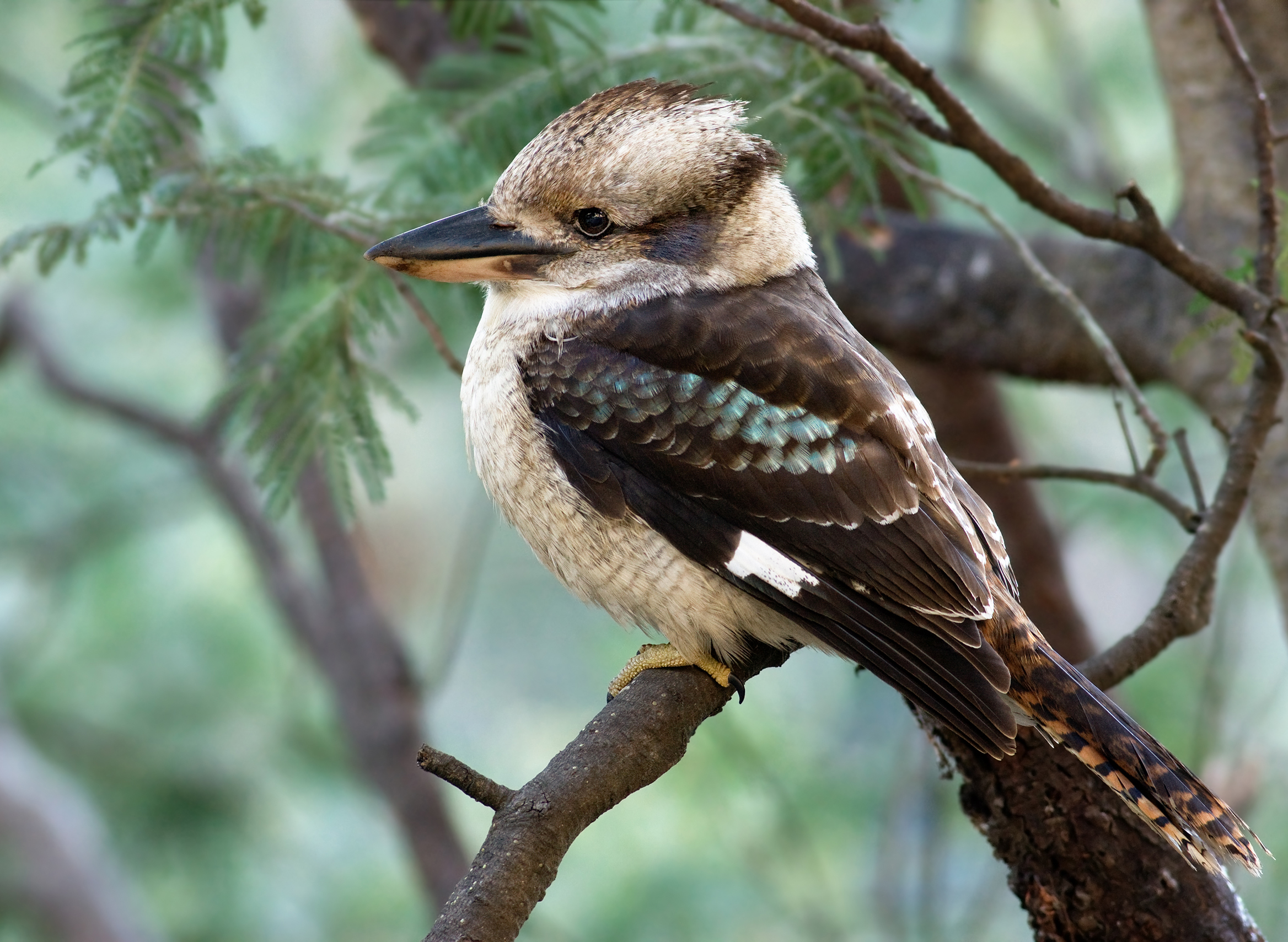 Kookaburras: Discovering the Laughing Kookaburra's Habitat