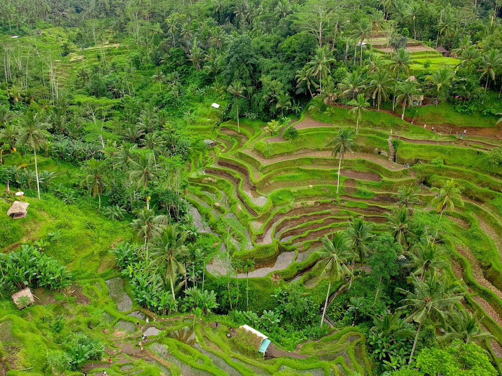 Pristine green lands at Tegalllalang