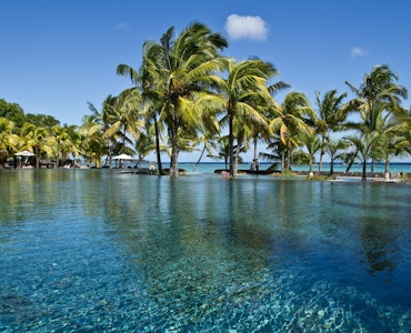 Mauritius Palm Trees