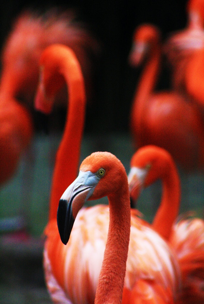 Flamingos in Jurong bird park, Singapore