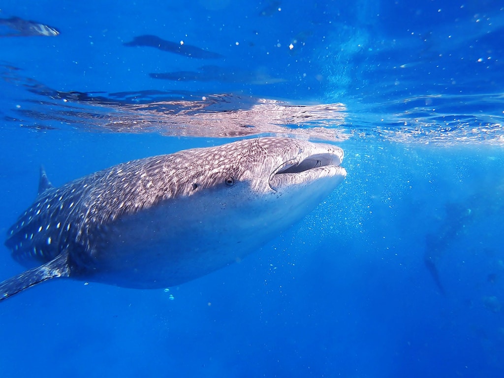 Whale sharks dive in Seychelles