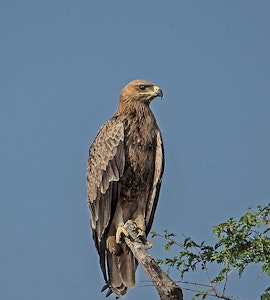 Tawny Eagle Tal Chappar Wildlife Sanctuary, Churu, Rajasthan