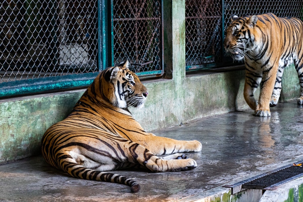 Tiger Kingdom Phuket in Thailand - Cuddle with the Tigers