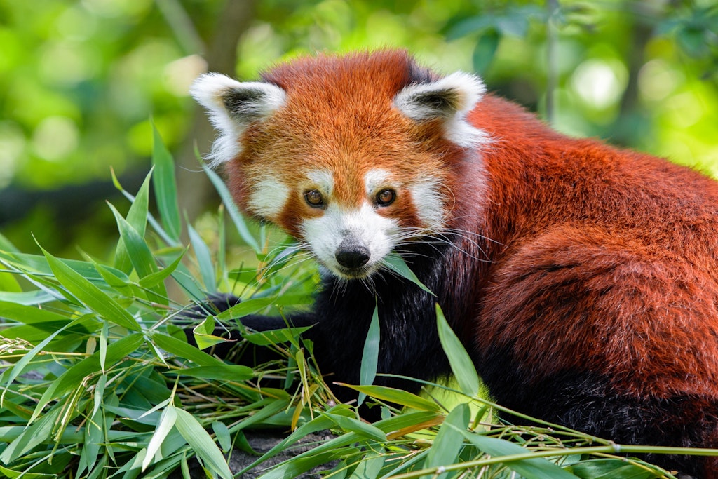 red panda in Sikkim wildlife sanctuary