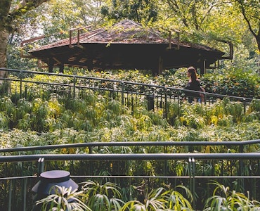 bridge at the singapore botanic gardens