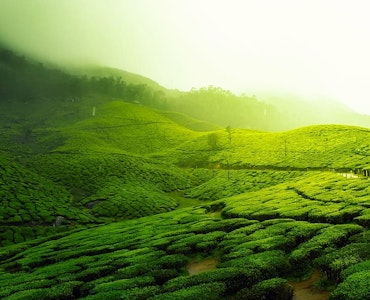 Tea Plantation in Mauritius