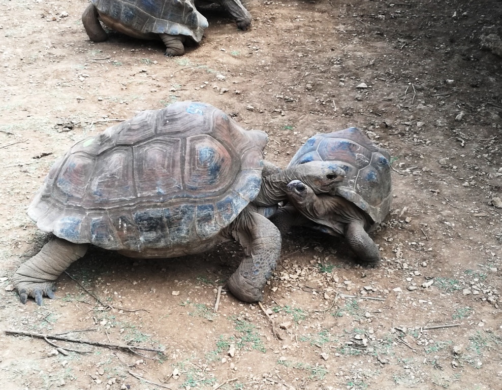 giant tortoises at Francois Leguat