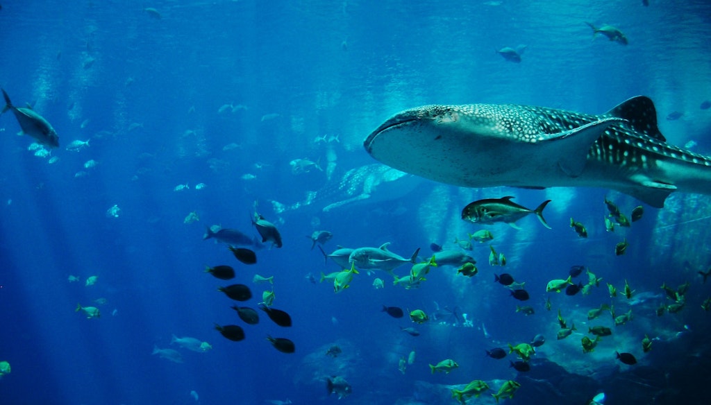 Whale Sharks dive in Seychelles