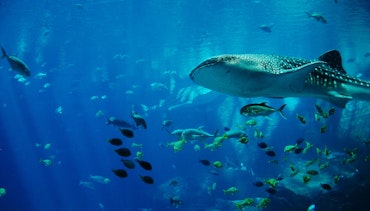 Whale sharks dive in Seychelles