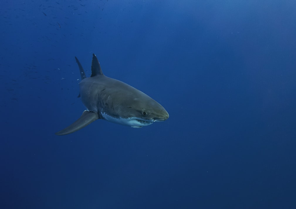 great white shark in cape town
