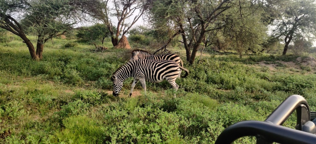 Zebra, captured by Mr and Mrs Pulkit