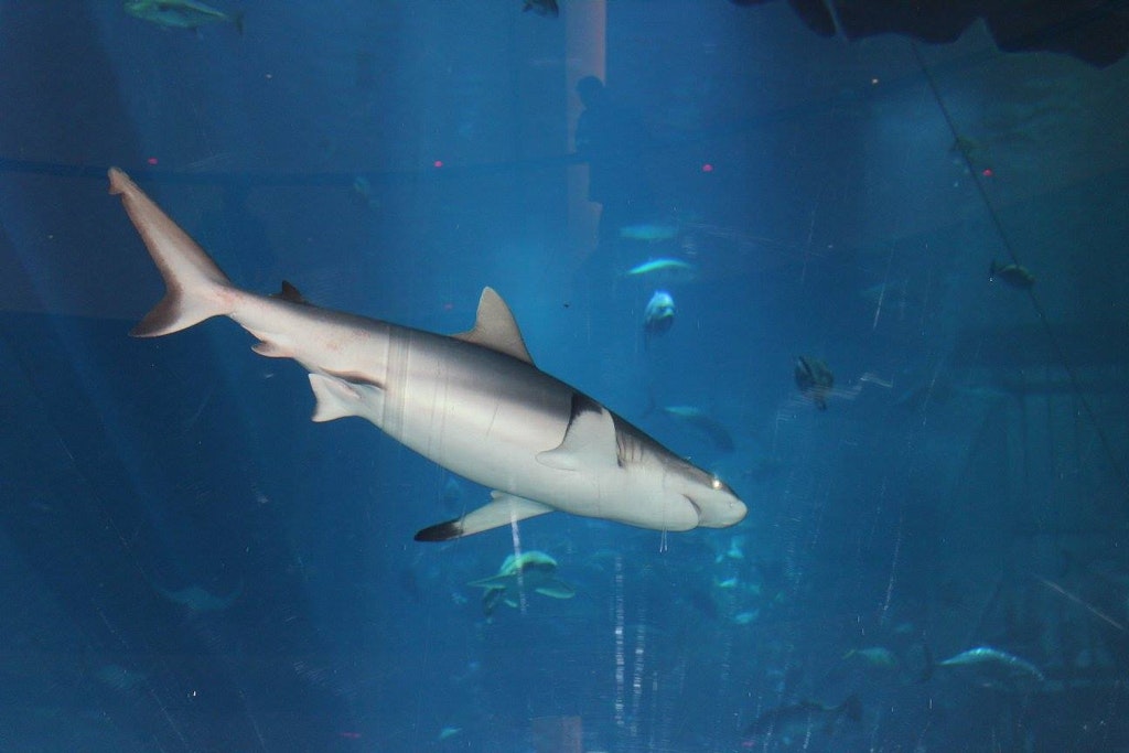 giant shark in the aquarium