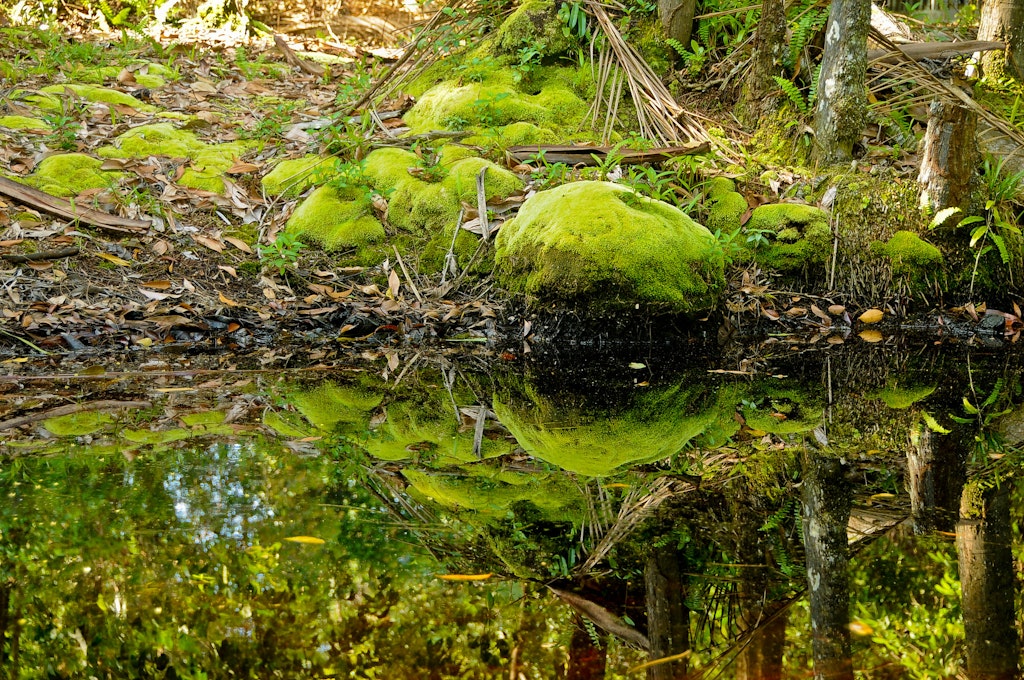 Green Stone at Similajau National Park
