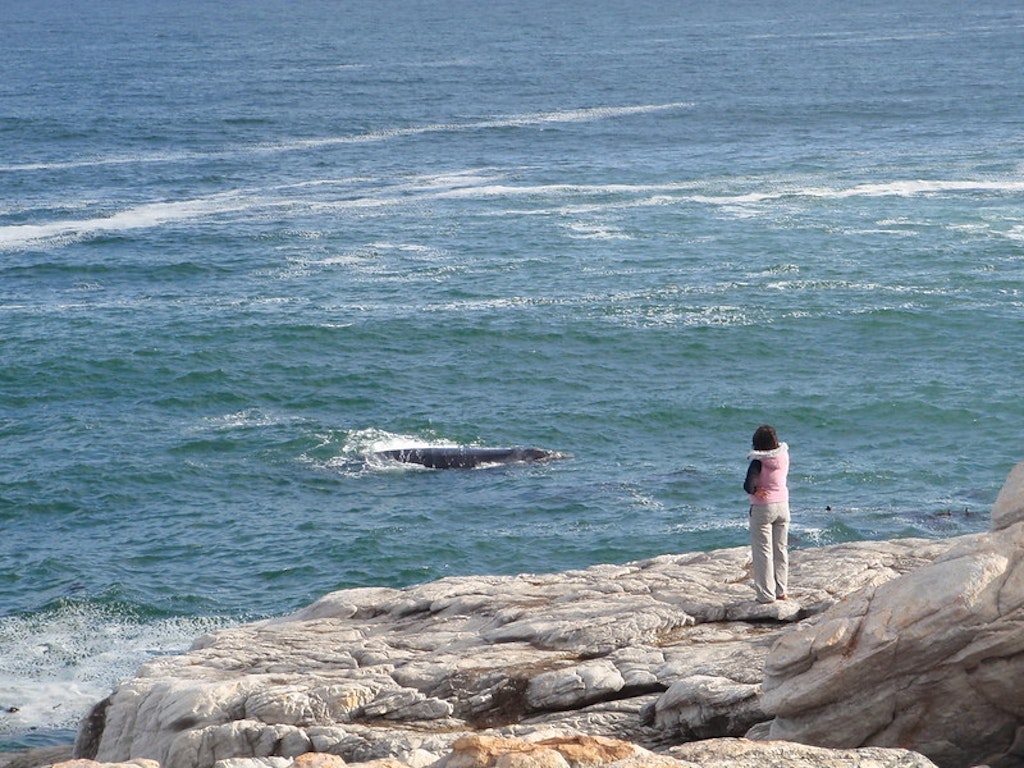 Whale-watching in Hermanus