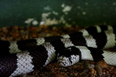 A snake in the Snake temple in Penang