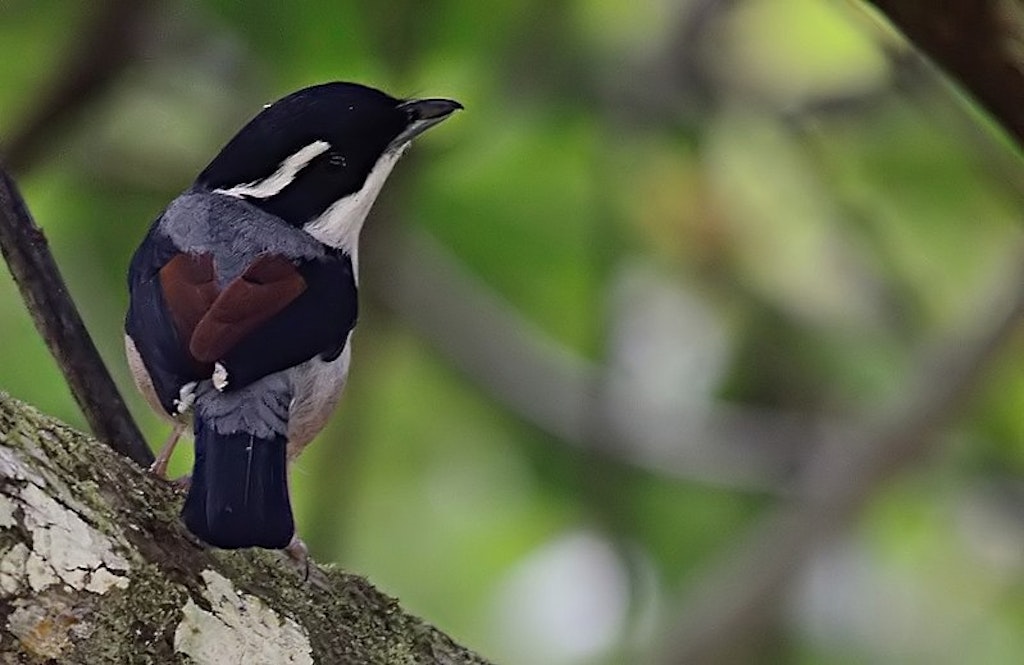 A bird that in Namdapha National Park, one of the national parks in Arunachal Pradesh