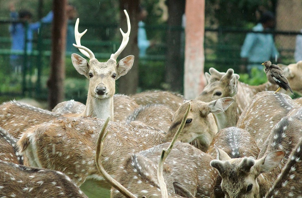Chital in Jaipur Zoo