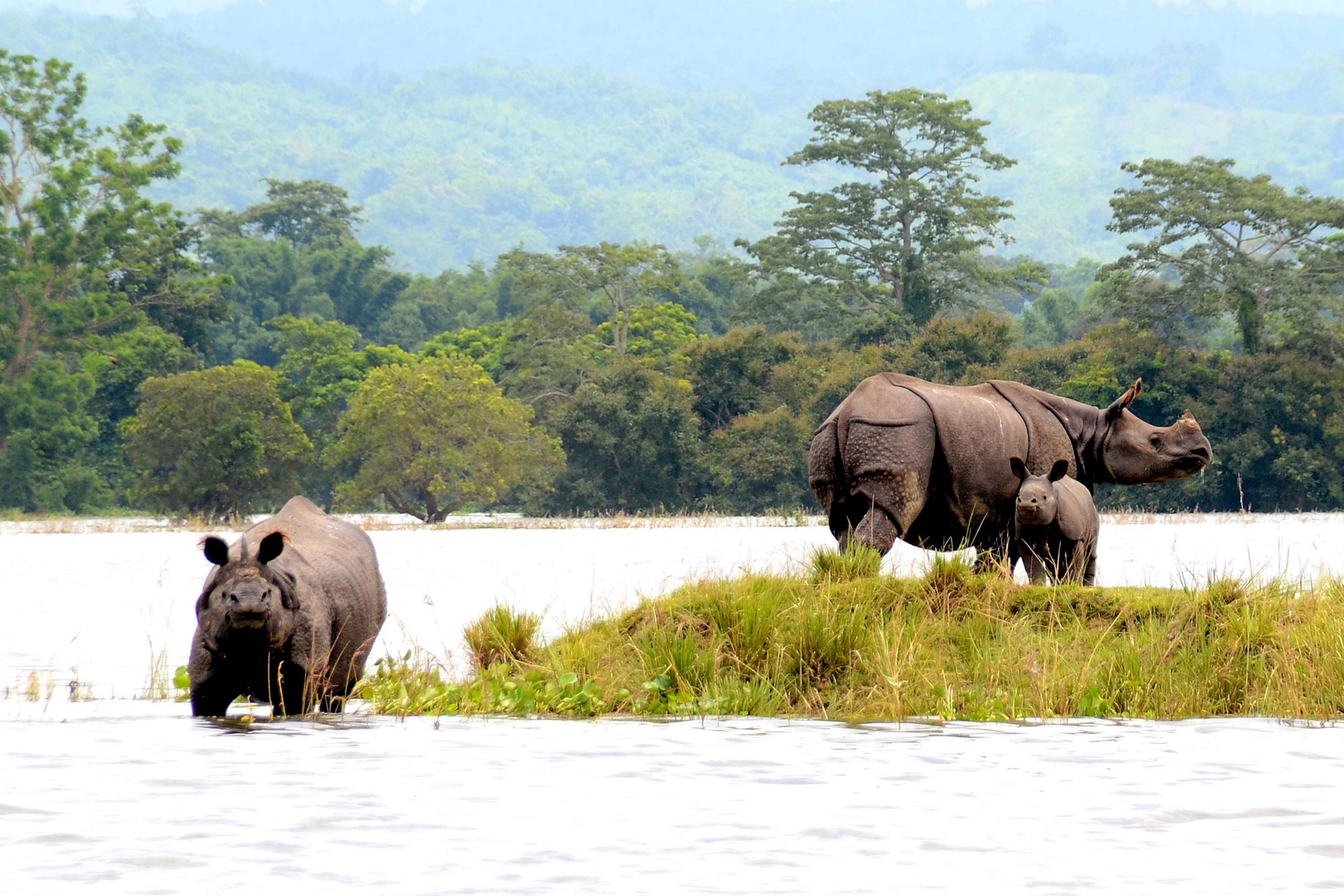 Kaziranga National Park In Assam | Kaziranga Wildkife Sanctuary | All You..