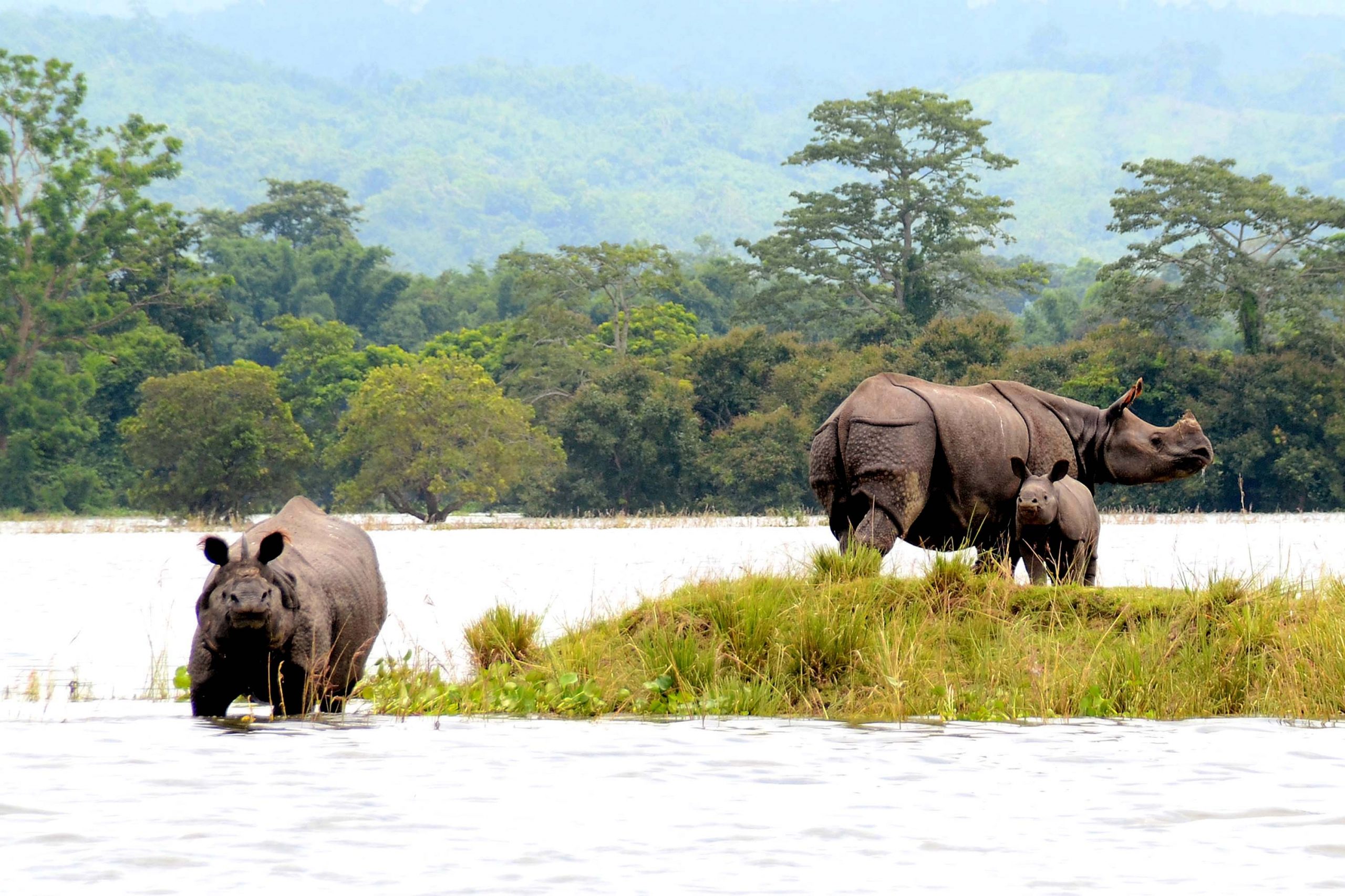 Kaziranga National Park in Assam | Kaziranga Wildkife Sanctuary | All you..