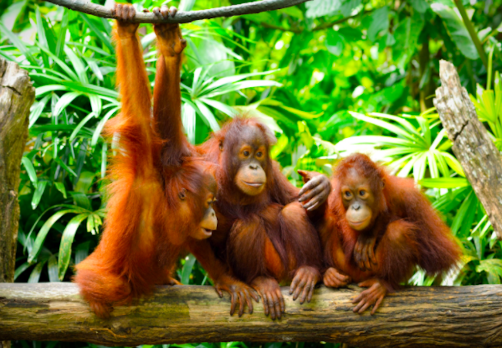Crocker range forest, orangutans