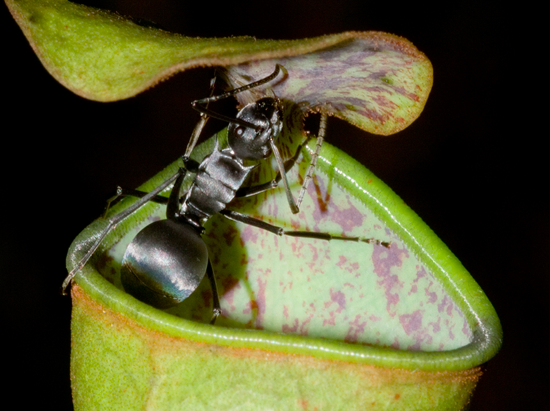 insect-eating pitcher plants