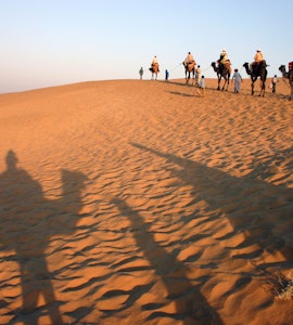 Camels in Thar desert