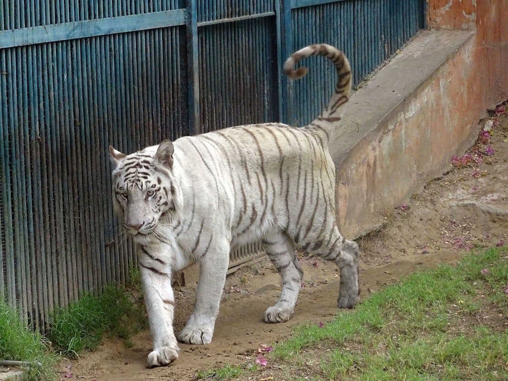 White Tiger in Jaipur Zoo